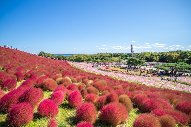 ひたちなか市でキッチンカーを製作して開業するにはどうすればいいのか？